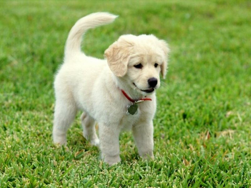 Golden Retriever Puppy — Green, Calm, Afternoon, Photograph, Grass, Collar, Tag