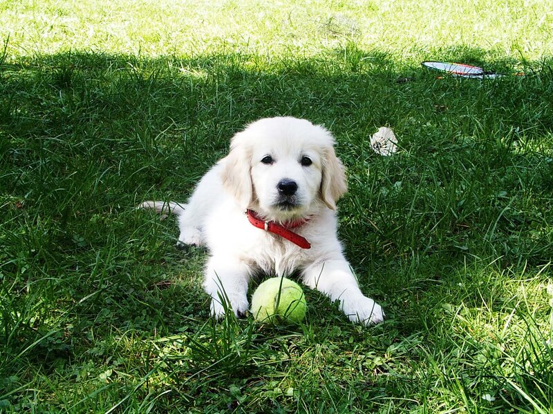 Golden Retriever Puppy — Green, Calm, Afternoon, Photograph, Tennis Ball