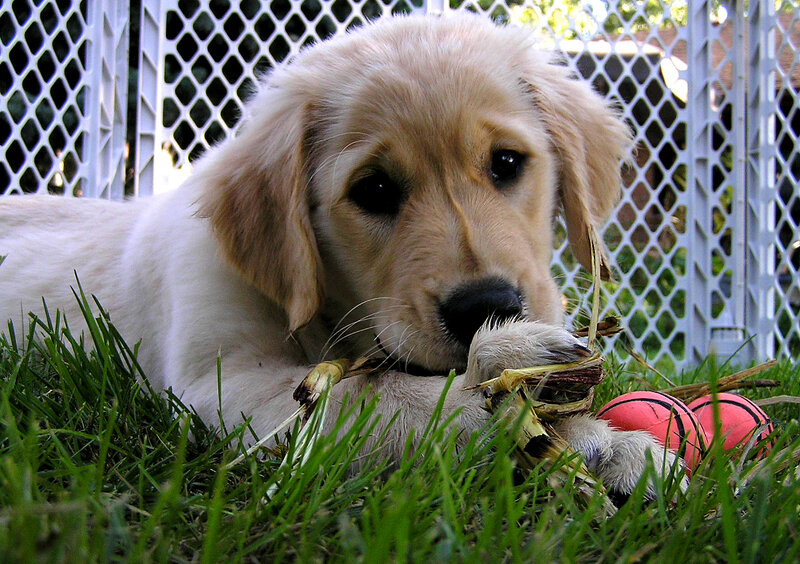 Golden Retriever Puppy — Green, Calm, Afternoon
