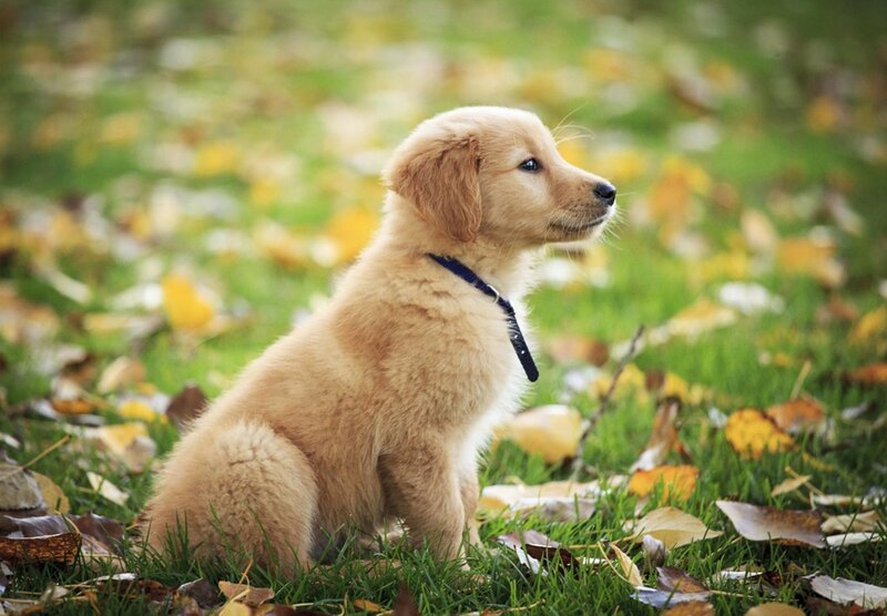 Golden Retriever Puppy — Green, Calm, Autumn