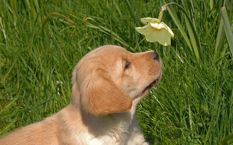 Golden Retriever Puppy — Green, Calm, Spring, Photograph