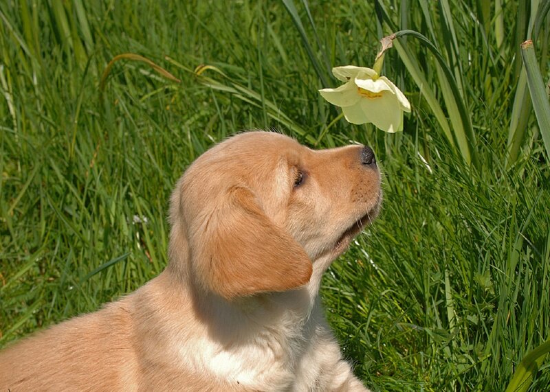 Golden Retriever Puppy — Green, Calm, Spring