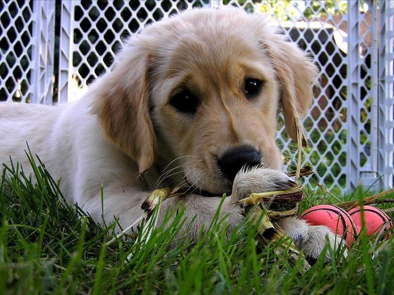 Golden Retriever Puppy — Green, Calm