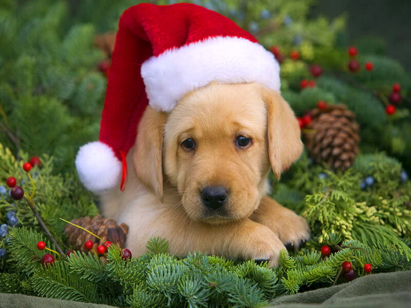 Golden Retriever Puppy — Green, Festive