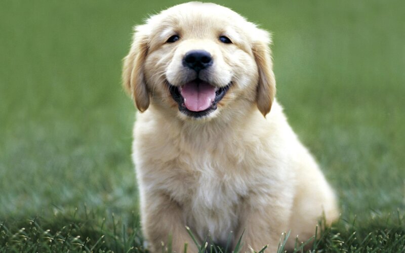 Golden Retriever Puppy — Green, Happy, Afternoon