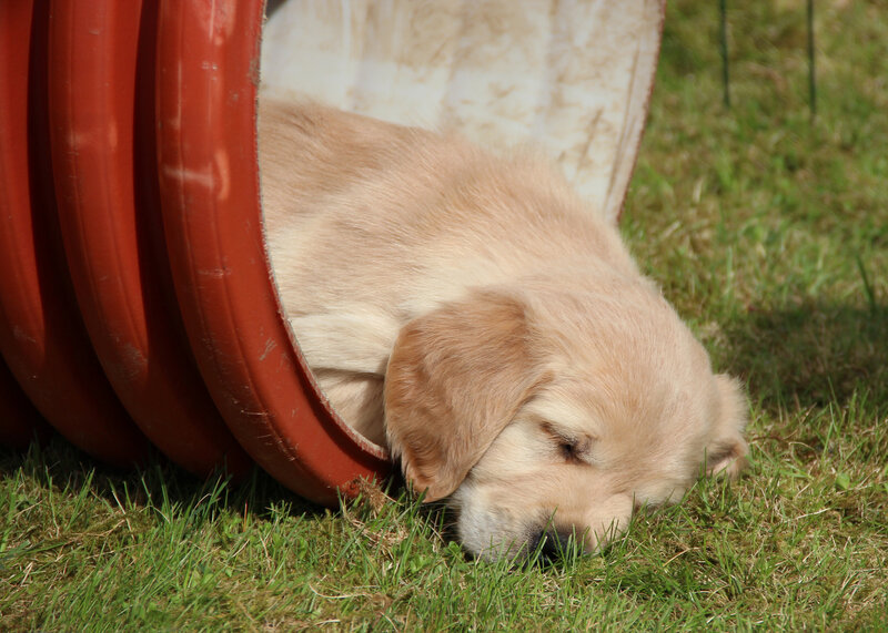 Golden Retriever Puppy — Green, Peaceful, Afternoon, Photograph