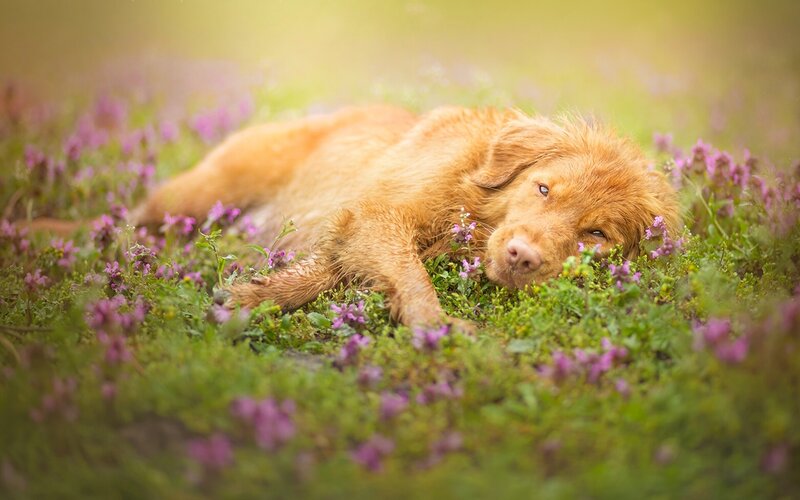 Golden Retriever Puppy — Green, Peaceful, Spring, Photograph