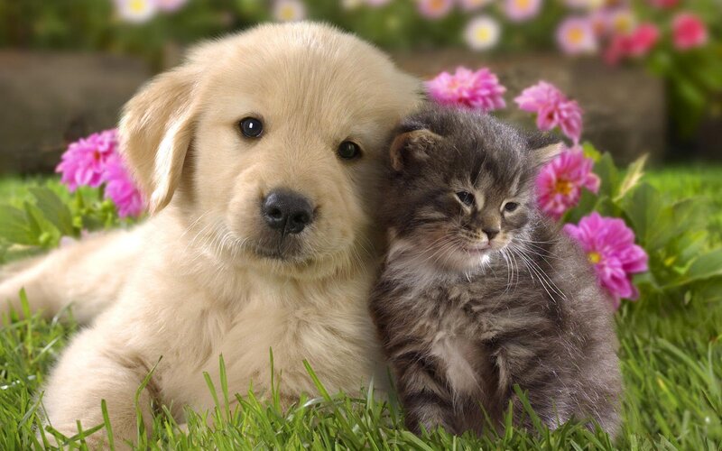 Golden Retriever Puppy — Green, Peaceful, Spring