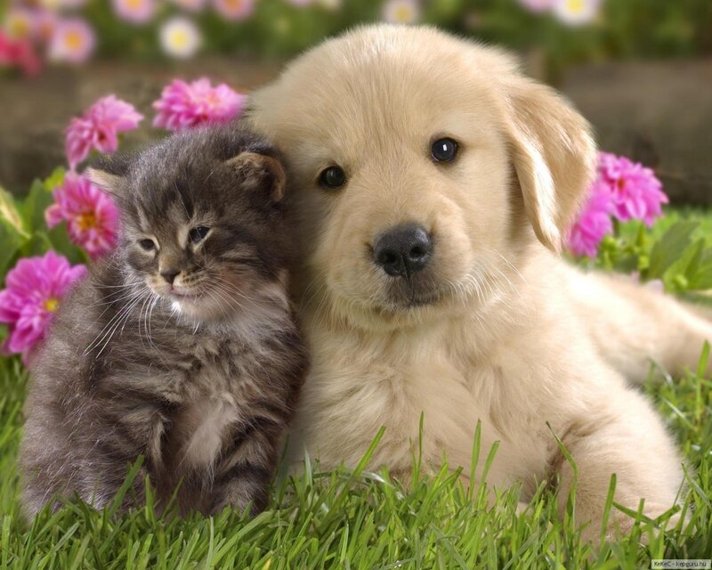 Golden Retriever Puppy — Green, Peaceful