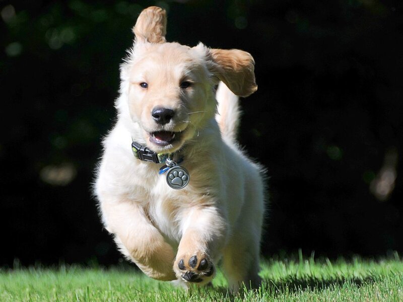 Golden Retriever Puppy — Green, Playful, Afternoon