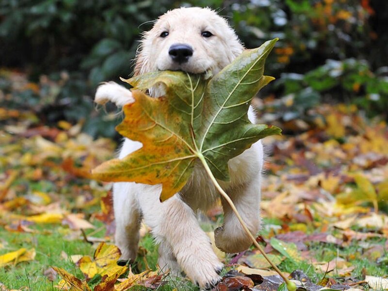 Golden Retriever Puppy — Green, Playful, Autumn
