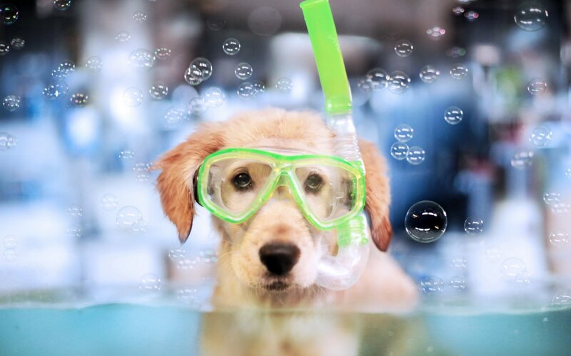 Golden Retriever Puppy — Green, Playful, Photograph
