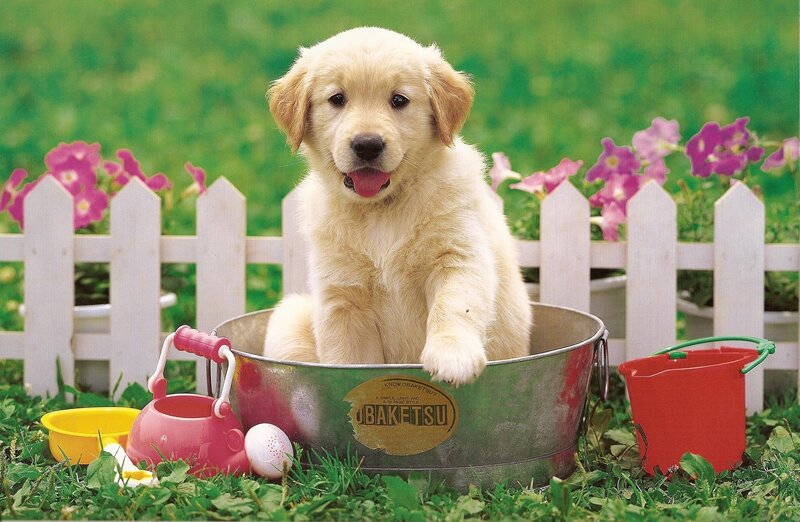 Golden Retriever Puppy — Green, Playful, Spring