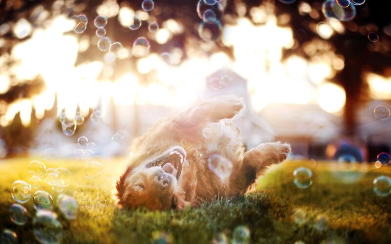 Golden Retriever Puppy — Green, Playful, Sunset