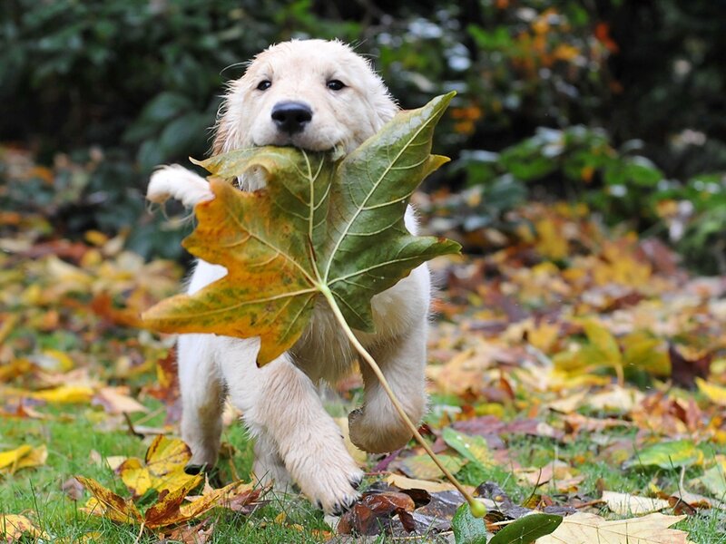 Golden Retriever Puppy — Green