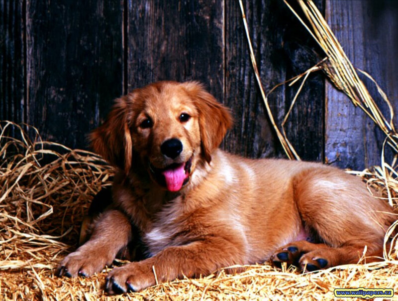 Golden Retriever puppy in hay