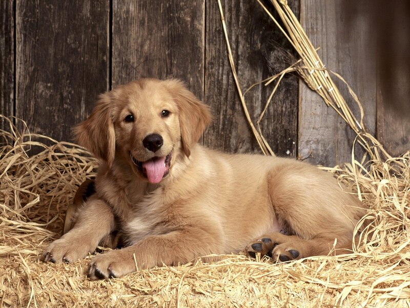 Golden Retriever puppy in hay