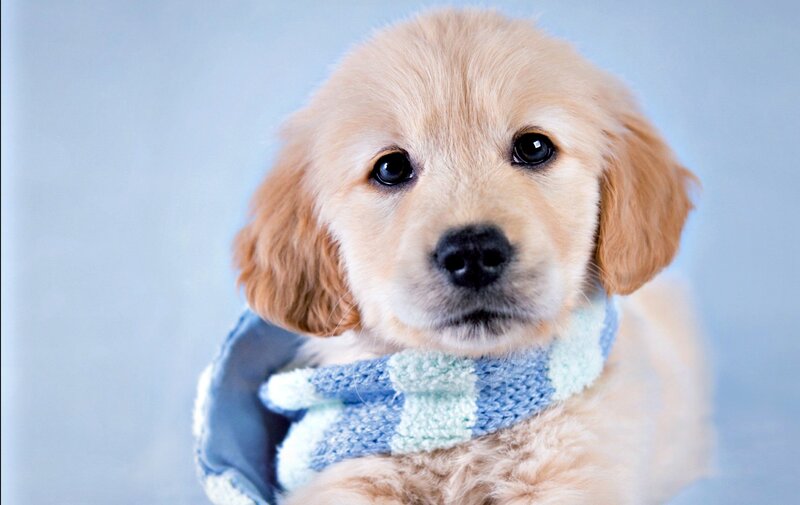 Golden Retriever Puppy — Light Blue