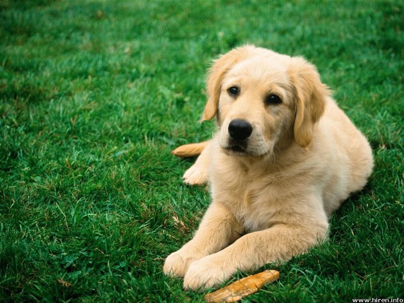 Golden Retriever puppy on grass