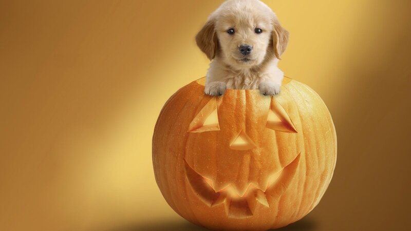 Golden Retriever Puppy — Orange, Festive