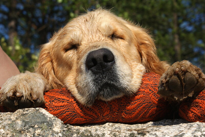 Golden Retriever Puppy — Orange, Peaceful
