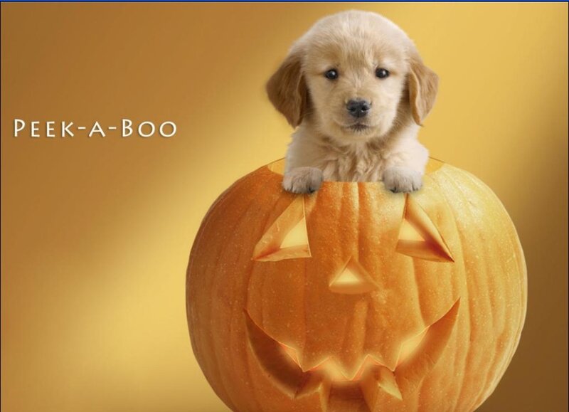 Golden Retriever Puppy — Orange, Playful