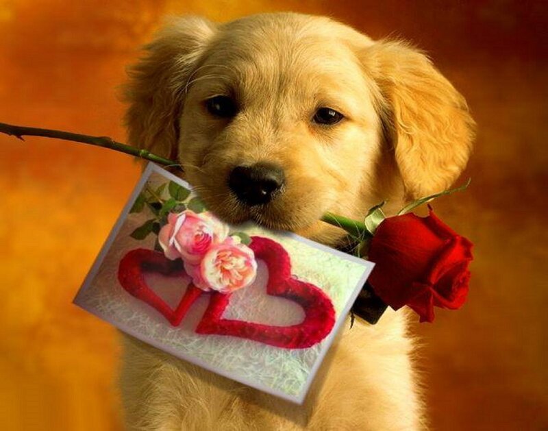 Golden Retriever Puppy — Orange, Romantic