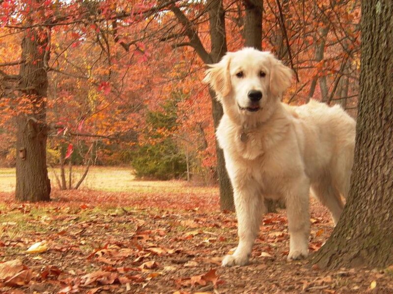 Golden Retriever Puppy — Orange, Serene