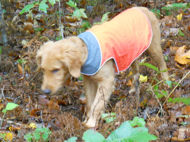 Golden Retriever Puppy — Orange