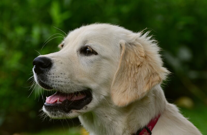 golden retriever puppy outdoors