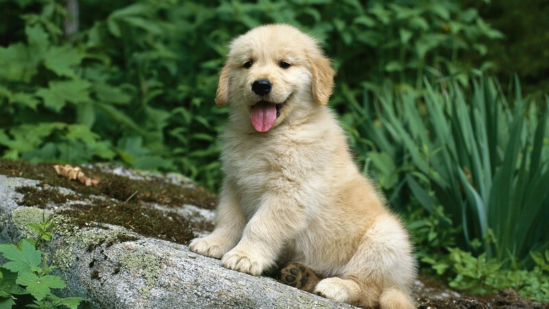 Golden retriever puppy outdoors