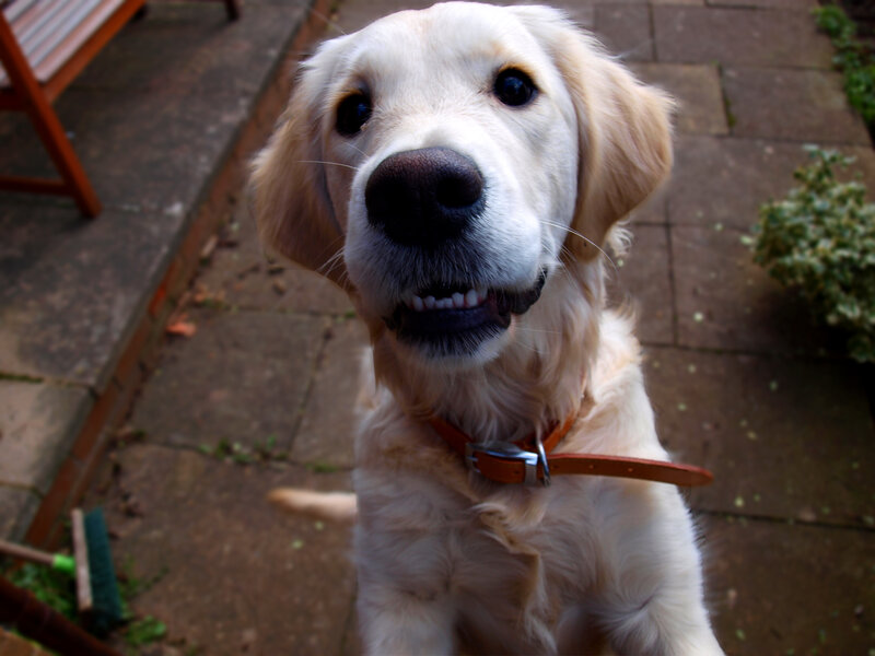 Golden retriever puppy outdoors