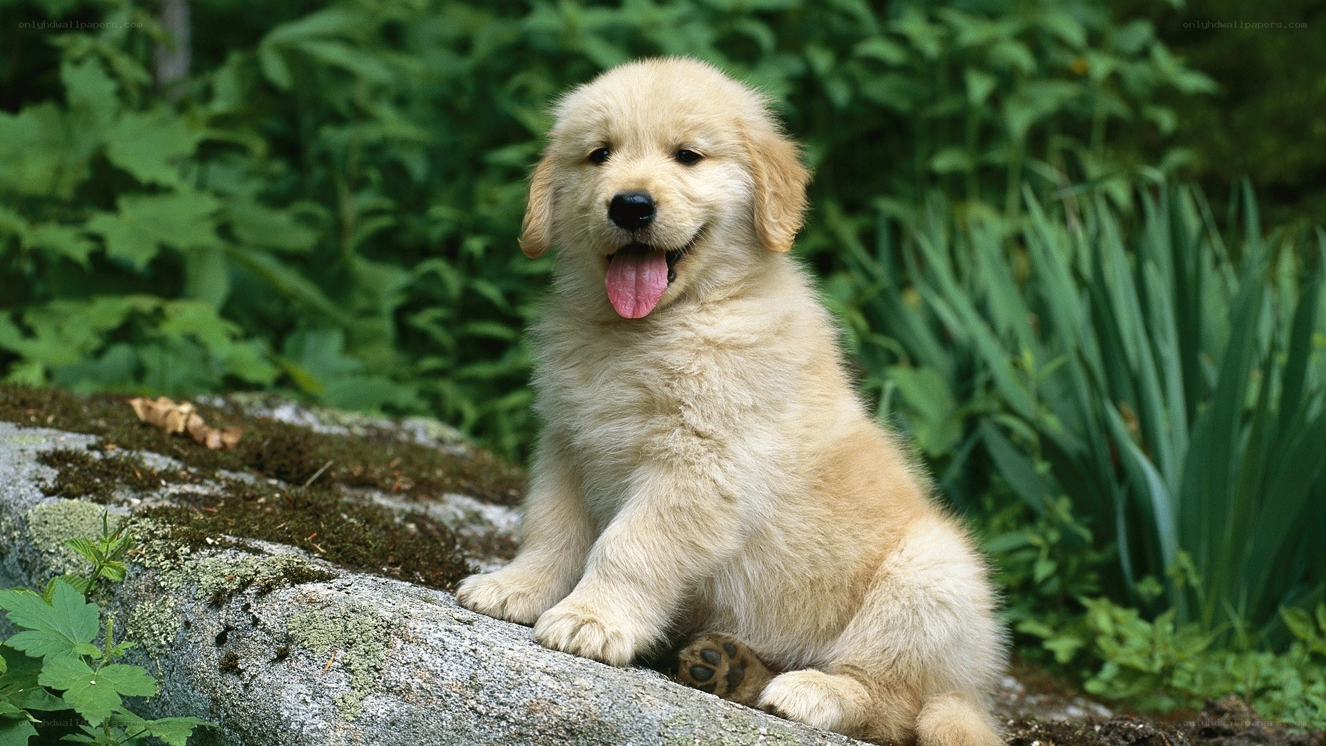 Golden Retriever puppy outdoors