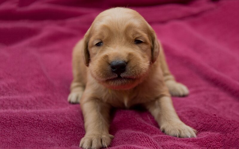 Golden Retriever Puppy — Pink, Calm, Photograph