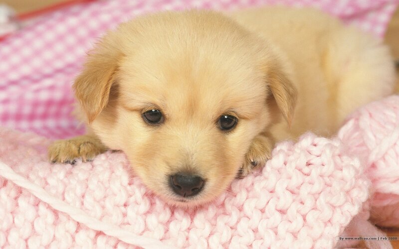 Golden Retriever Puppy — Pink, Calm