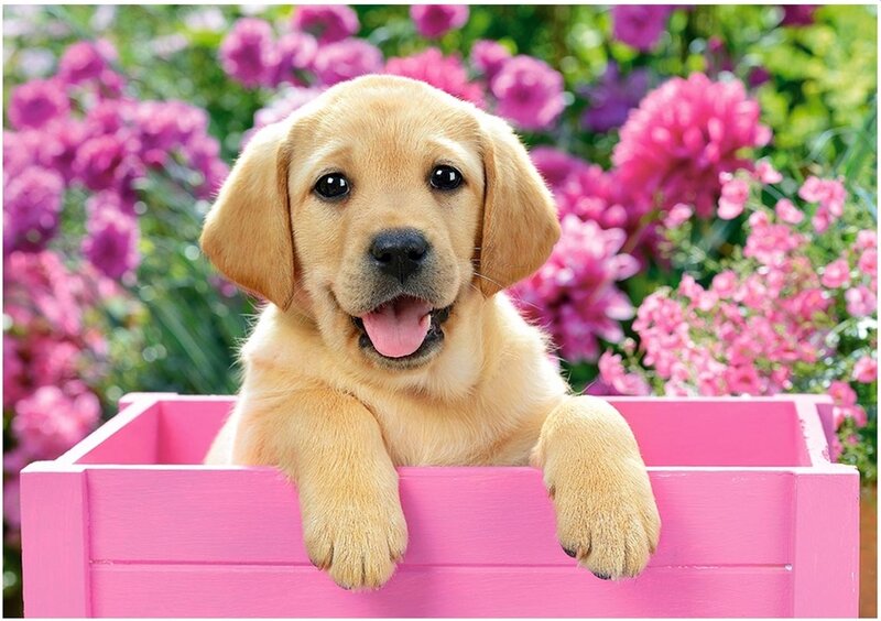 Golden Retriever Puppy — Pink, Cheerful, Spring