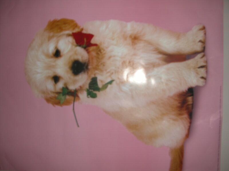 Golden Retriever Puppy — Pink