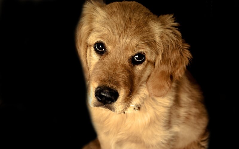 Golden Retriever puppy portrait