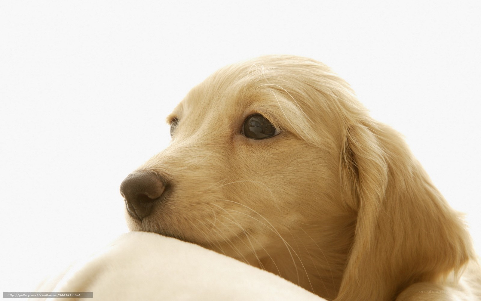 Golden Retriever puppy portrait