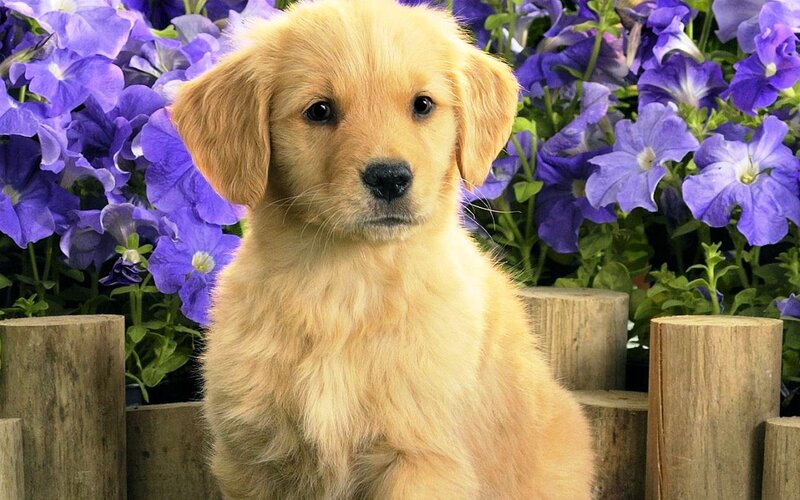 Golden Retriever Puppy — Purple, Calm, Photograph