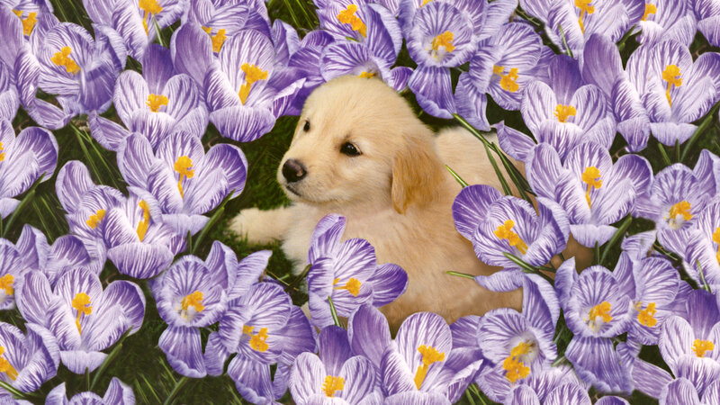 Golden Retriever Puppy — Purple, Calm, Spring