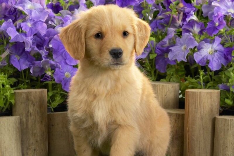 Golden Retriever Puppy — Purple, Calm