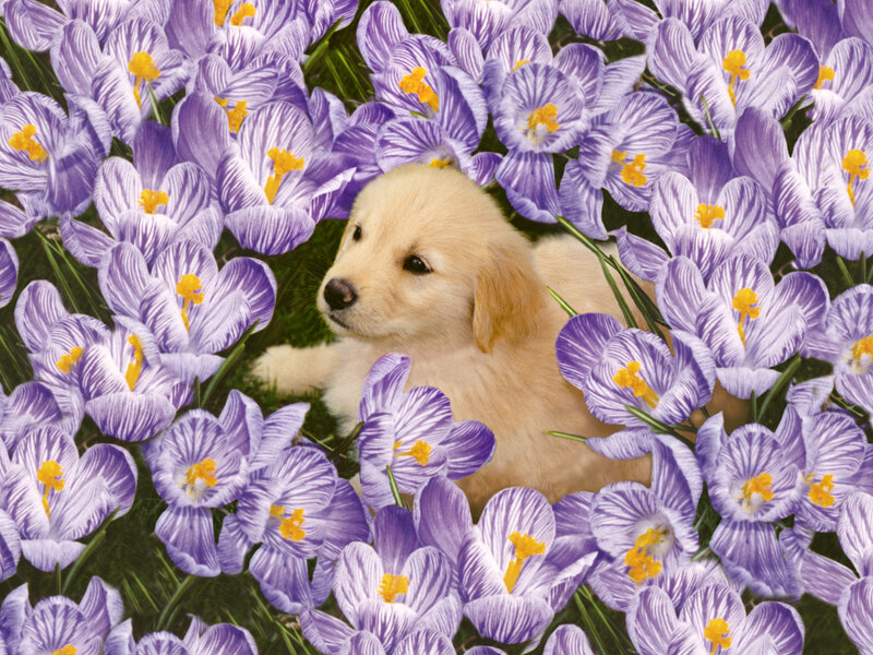 Golden Retriever Puppy — Purple, Serene, Spring