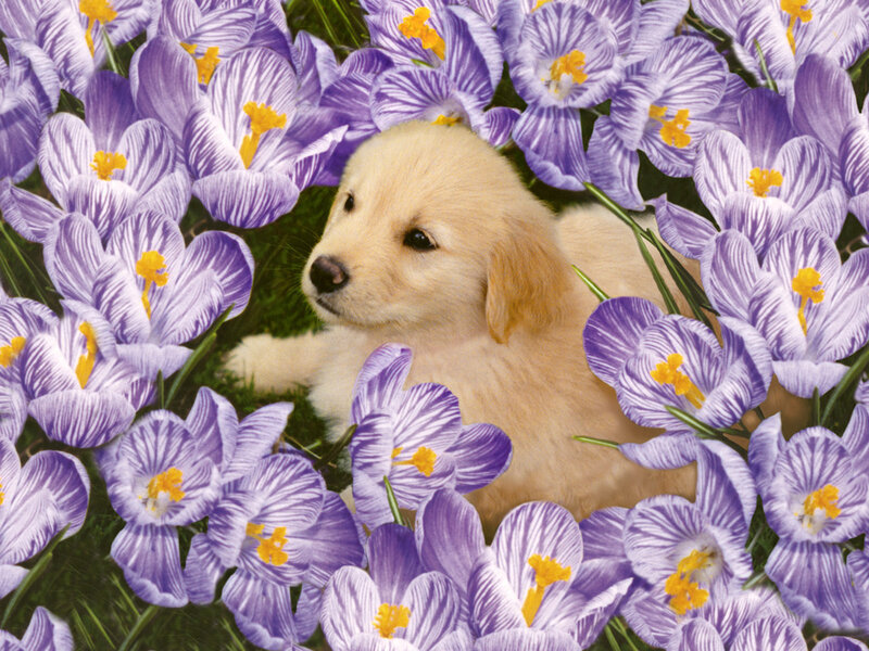 Golden Retriever Puppy — Purple, Serene
