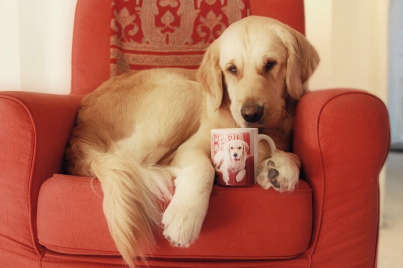 Golden Retriever Puppy — Red, Calm, Photograph, Armchair