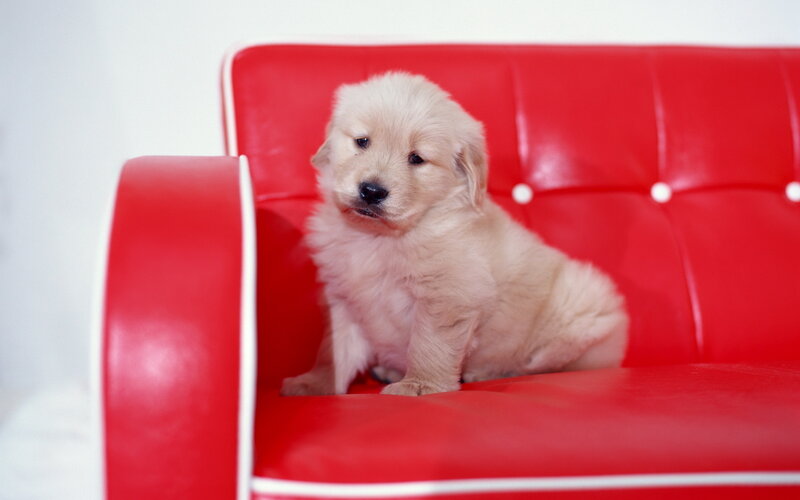 Golden Retriever Puppy — Red, Calm, Photograph, Red Couch