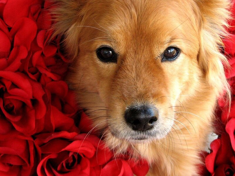 Golden Retriever Puppy — Red, Calm