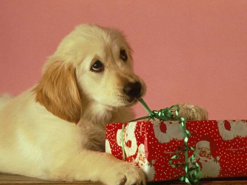 Golden Retriever Puppy — Red, Festive, Photograph
