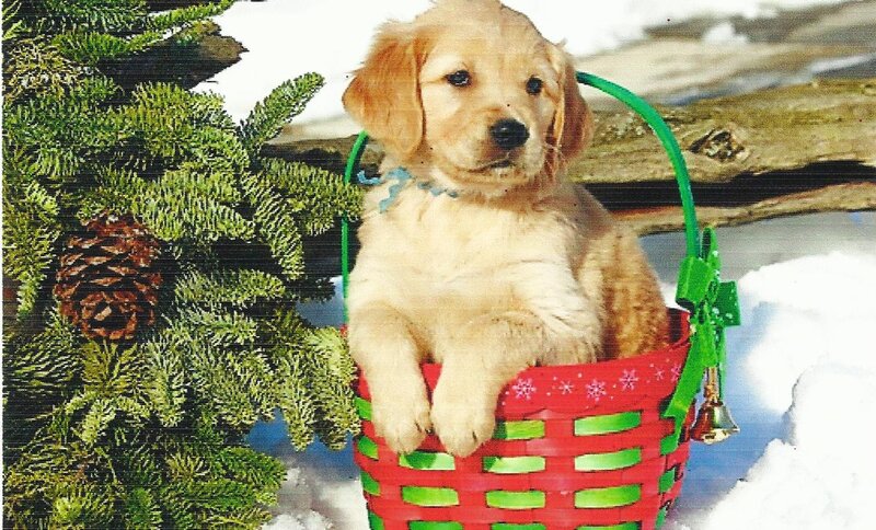 Golden Retriever Puppy — Red, Festive, Winter, Photograph