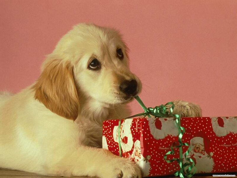 Golden Retriever Puppy — Red, Festive, Winter